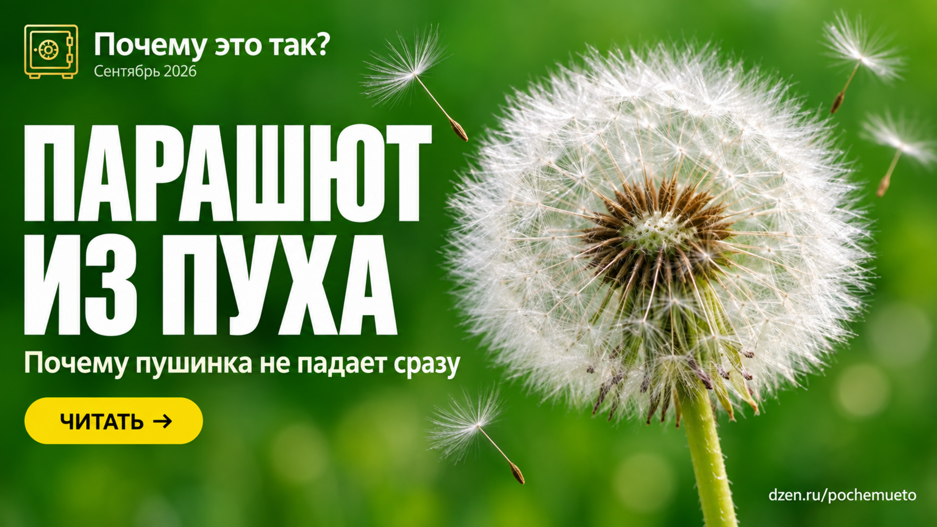 Почему семена одуванчика улетают далеко: как работает «парашют» и при чём тут восходящие потоки