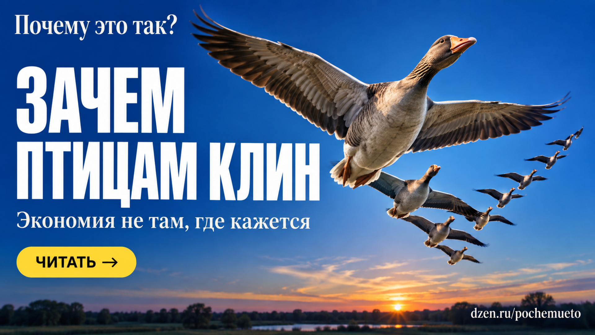 Частая ошибка про птичий клин: экономия не в «воздушной тени», а сбоку от кончика крыла