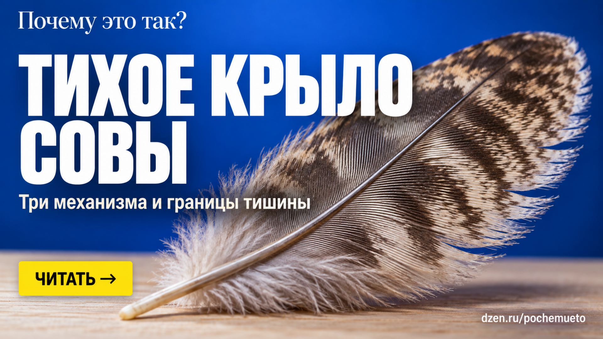 Почему совы летают почти бесшумно — и почему это не про каждую сову