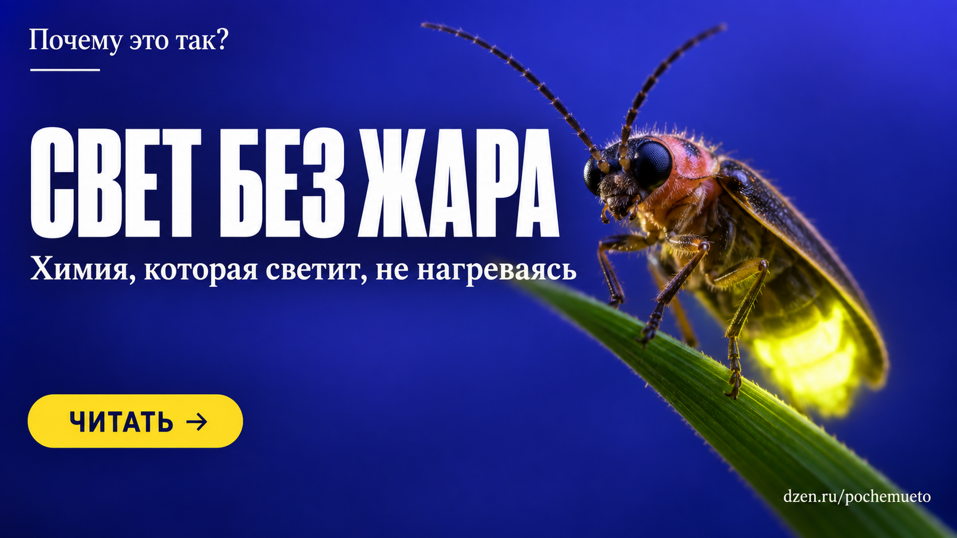 Почему светлячки светятся и почему это не нагрев — как работает холодный свет