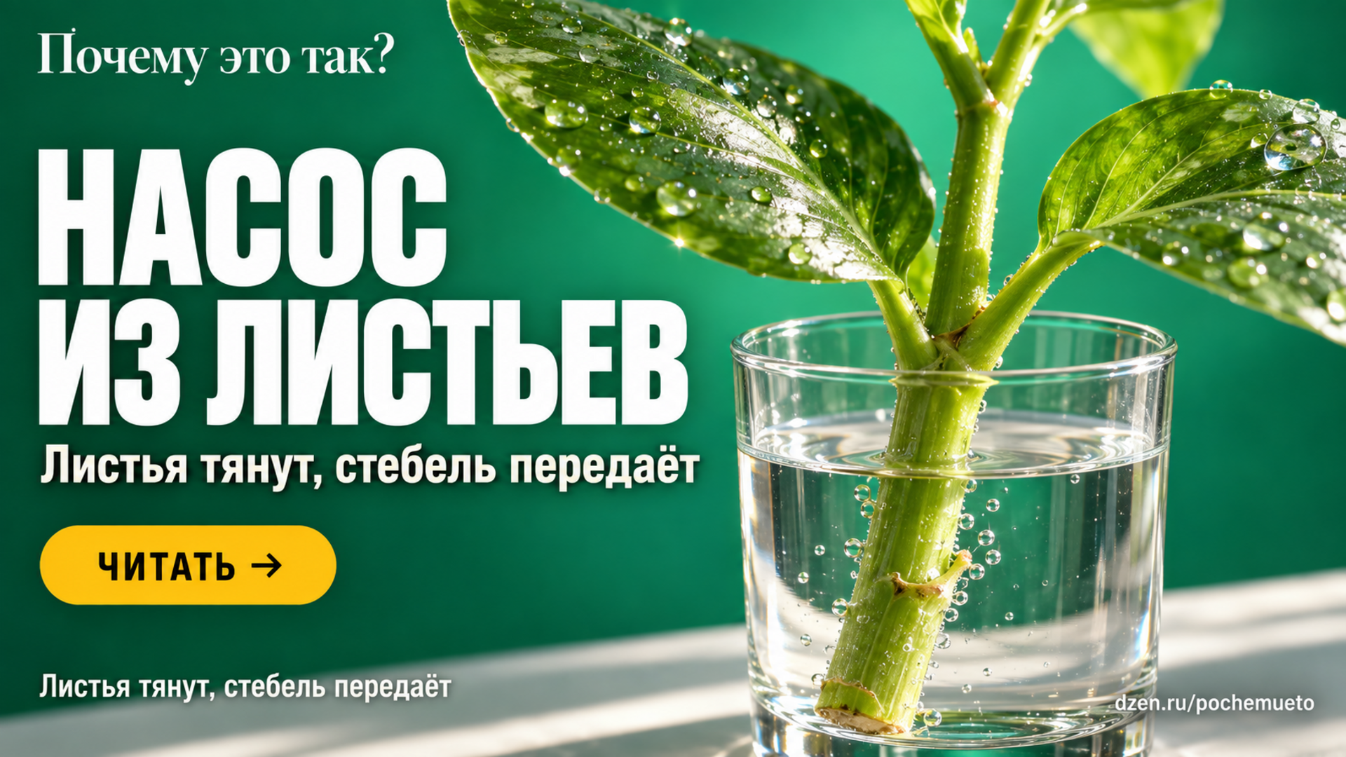 Почему вода поднимается вверх по стеблю — и почему капилляров для этого мало